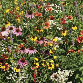 Downeast Mixture Wildflowers Thumbnail